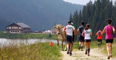 dolomiti marathon con mucca